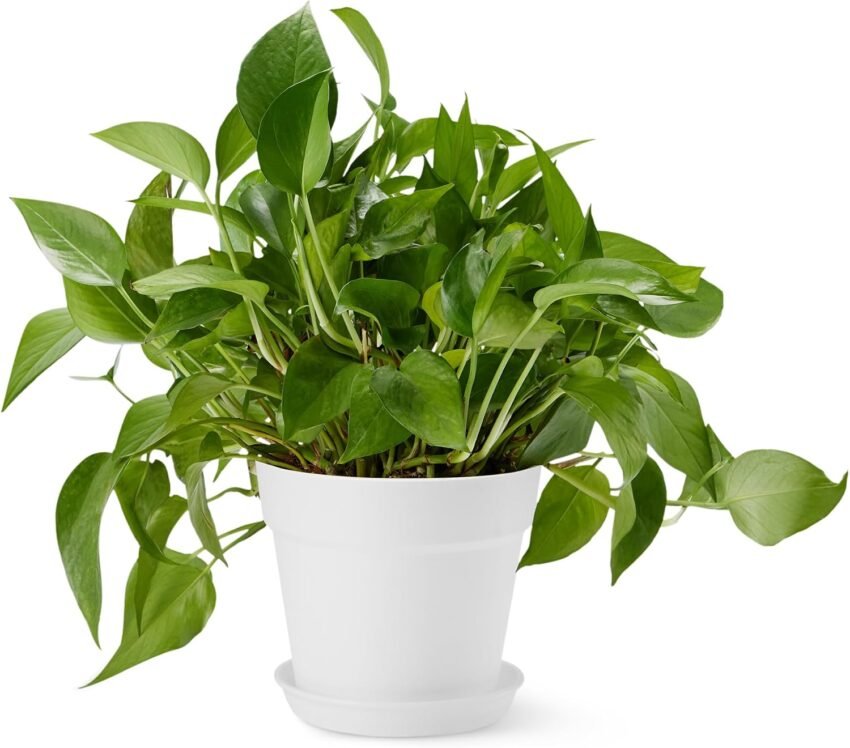 Amazon Basics Plastic Planters